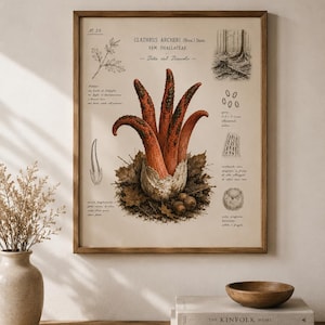 Può includere: Stampa botanica incorniciata con un'illustrazione dettagliata di Clathrus archeri, noto anche come Dita del Diavolo, con annotazioni scientifiche. La stampa ha un'estetica vintage con cornice in legno. Il testo "Dita del Diavolo" è visibile.
