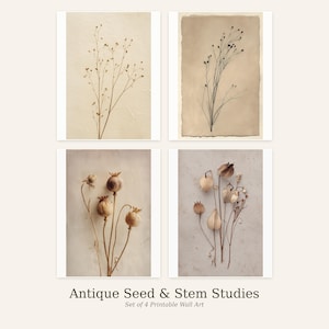 Könnte beinhalten: Set mit vier druckbaren Wandkunstwerken mit antiken Samen- und Stängelstudien. Jeder Druck zeigt botanische Illustrationen in neutralen Tönen, darunter getrocknete Blumen und Samenkapseln. Das Kunstwerk wird auf einem hellen Hintergrund präsentiert.
