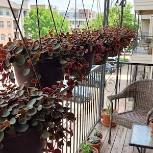 Live Ruby Cascade Peperomia | 6" Hanging Basket | Fresh Healthy Indoor Trailing Houseplant | Easy Care Plant