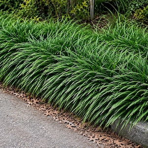 May include: A dense, continuous row of vibrant green, grass-like plants with long, slender, arching blades. The foliage forms a thick, uniform mound that lines the edge of a gray asphalt path, with a few scattered brown fallen leaves visible.