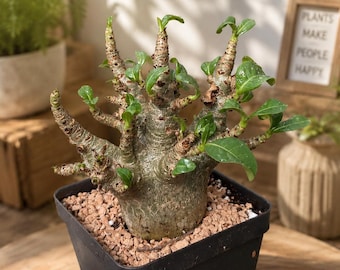 Rare Adenium Godzilla Caudex – Unique Desert Rose Succulent Plant for Collectors