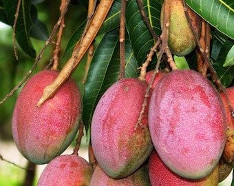 Glenn Grafted Mango Tree Live Plant 2-3 Ft Tall, Sweet Tropical Fruit Tree