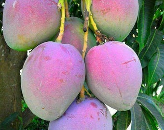 Grafted Alphonso Mango Tree Live Plant 2-3 Ft Tall | Sweet Tropical Fruit Tree