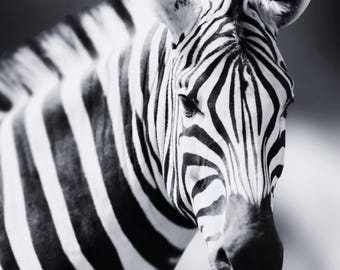Black and White Zebra Photograph, Digital File For Personal Printing