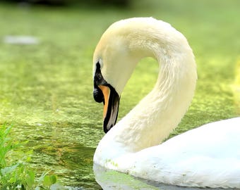 エレガントな白鳥のウォールアートプリント、鳥の写真、白鳥の自然プリント、ミニマルな野生動物の装飾、印刷可能なウォールアート - デジタルダウンロード