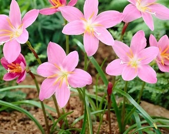 Bulbos de Zephyranthes Robustus – Lirio de lluvia, planta perenne de larga floración.