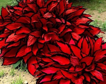 4 Pack Red Black Hosta Plants Rare Shade Perennial Foliage Garden Plants seeds,,