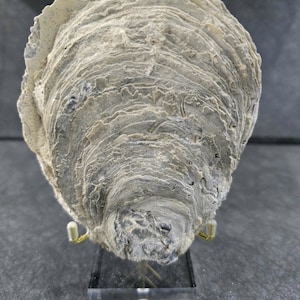 May include: A fossilized oyster shell with a rough, layered, and textured surface in shades of gray and beige. The shell is displayed on a clear acrylic stand with two small gold-toned metal prongs supporting the base of the specimen.