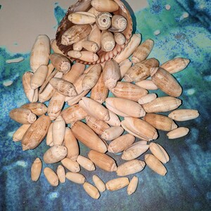 Lot of 50+ Lettered Olive Shells for Crafts, Assorted Sizes, Naturally Drilled