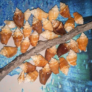 May include: A collection of various brown and tan spiral seashells scattered around a piece of weathered driftwood. The shells exhibit different sizes and shades of brown, ranging from light beige to deep mahogany, with textured surfaces and pointed tips.