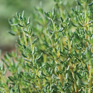May include: A cluster of fresh thyme plants featuring numerous thin, upright stems and small, narrow, sage-green leaves. The plant displays a dense growth pattern with light green to yellowish stalks supporting the foliage in a natural arrangement.