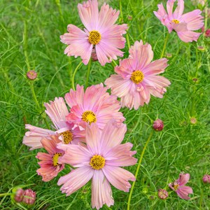 May include: A cluster of pink cosmos flowers with yellow centers and delicate petals. The flowers are surrounded by green foliage and buds, creating a vibrant floral display. The image is a close-up shot, highlighting the intricate details of the blossoms.