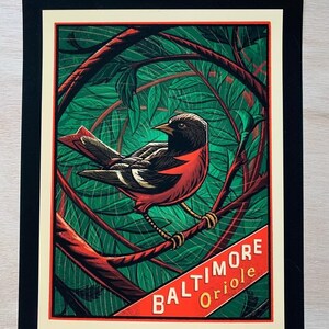 Baltimore Oriole Print