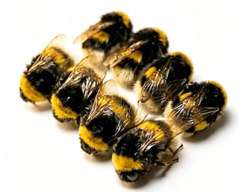 Echte Königin Hummel Exemplare, konservierte Hummel Display, Insekt Taxidermie, Entomologie Geschenk, 1/5/10 Pack
