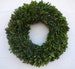 Fresh 16” Boxwood Wreath, Wedding Wreath, Holiday Wreath, Wedding Wreath, Fresh Boxwood, Fresh Greenery 