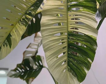 Monstera laniata albo Variegated Rooted Nodes Cutting