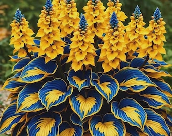 Rare Yellow Blue Hosta Bulbs | Easy Grow Perennial Shade live Plant Roots