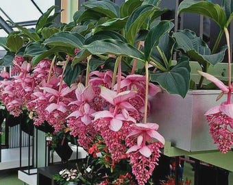 Chandalier Magnifica Plant ~ Medinilla Cummingii~Live Well Rooted Starter Plant~Pendulous Pink Blooms~