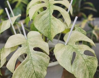 Monstera Mint Variegated Planting Rooted Nodes Cuttings Indoor Outdoor Gardening