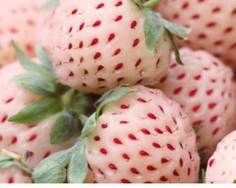 6 Pineapple Strawberry Plants. Bare Root. Exquisite Tasting. Hardy June Bearer