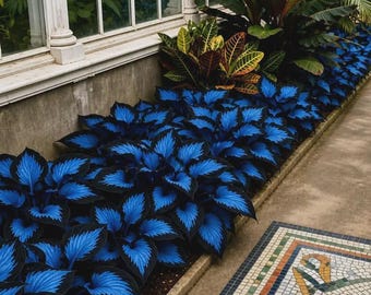 Hosta bleu rare plante vivante | Néon panaché | Décoration extérieure de jardin en feuilles d'ombre sans OGM