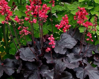 Heuchera Black Forest Cake Perennial Plant: Dark Foliage, Red Flowers, Easy Care