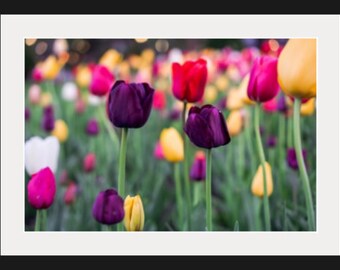 May include: A field of colorful tulips in shades of pink, purple, yellow, and white. The tulips are in various stages of bloom, with some fully open and others still in bud.