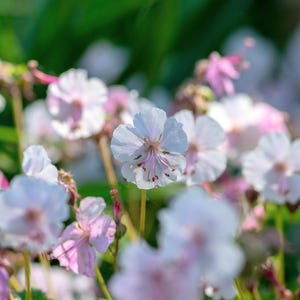 May include: A cluster of pale pink and white geranium flowers with five rounded petals each. The central stamens are a deep magenta colour, and the flowers are supported by thin, light green stems against a soft, out-of-focus green background.