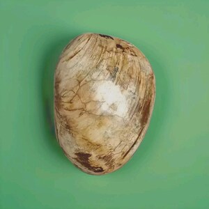 Fossiele tweekleppige schelp, vis Mercenaria, gepolijst, 150,50 g / 7,5 cm - Madagaskar