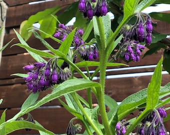 Common Comfrey (10 seeds) - Symphytum Officinale