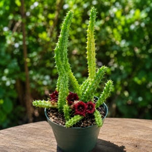 May include: A potted Stapelia plant with vibrant green, spiky stems and several dark red, star-shaped flowers. The plant is in a dark green pot, set against a blurred green background, and sits on a wooden surface.