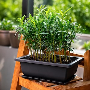 May include: A rectangular black plastic planter containing multiple green leafy plants with thin, pointed foliage. The planter sits on a matching black drainage tray, which is positioned on a wooden slatted surface with visible soil.