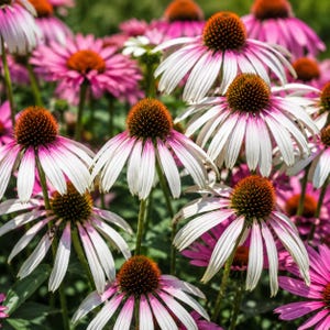 1 Echinacea Pretty Parasols Live Starter Plant Coneflower 2.5" Pot Perennial Flower
