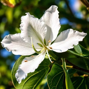 May include: A single white Bauhinia flower with five delicate, wavy-edged petals and prominent curved stamens. The blossom is centered, showcasing a bright white hue with subtle green accents at the base, surrounded by large, rounded green leaves.