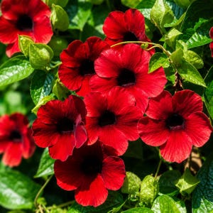May include: A cluster of vibrant red Thunbergia alata flowers, also known as black-eyed Susan vines, featuring five rounded petals and a distinct dark, near-black center, surrounded by lush, bright green, heart-shaped foliage in sunlight.