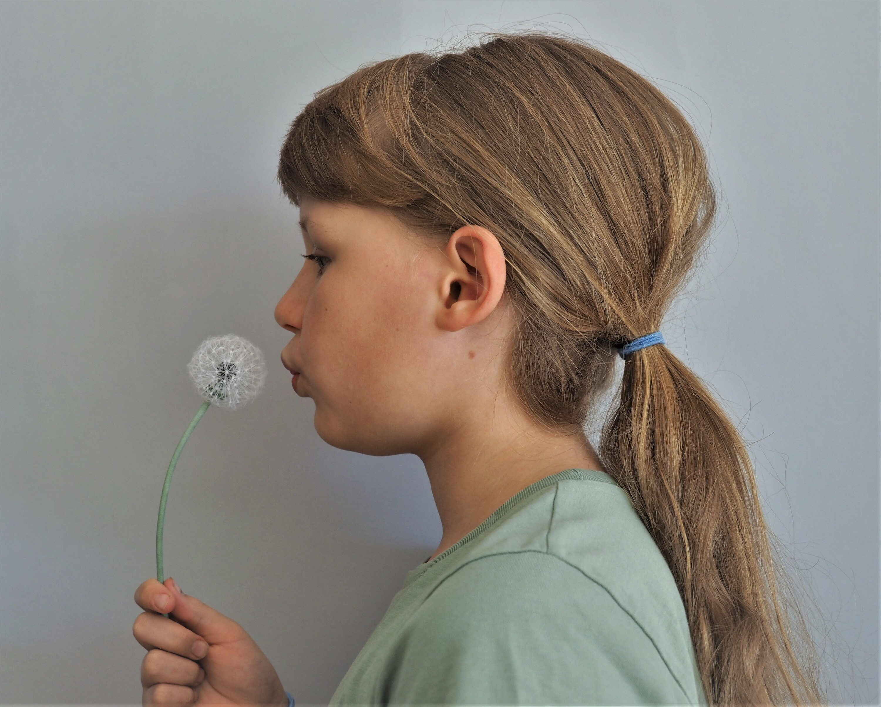 Realistic SILK DANDELION CLOCK Decor, Silk Dandelion Clock Prop, Faux ...