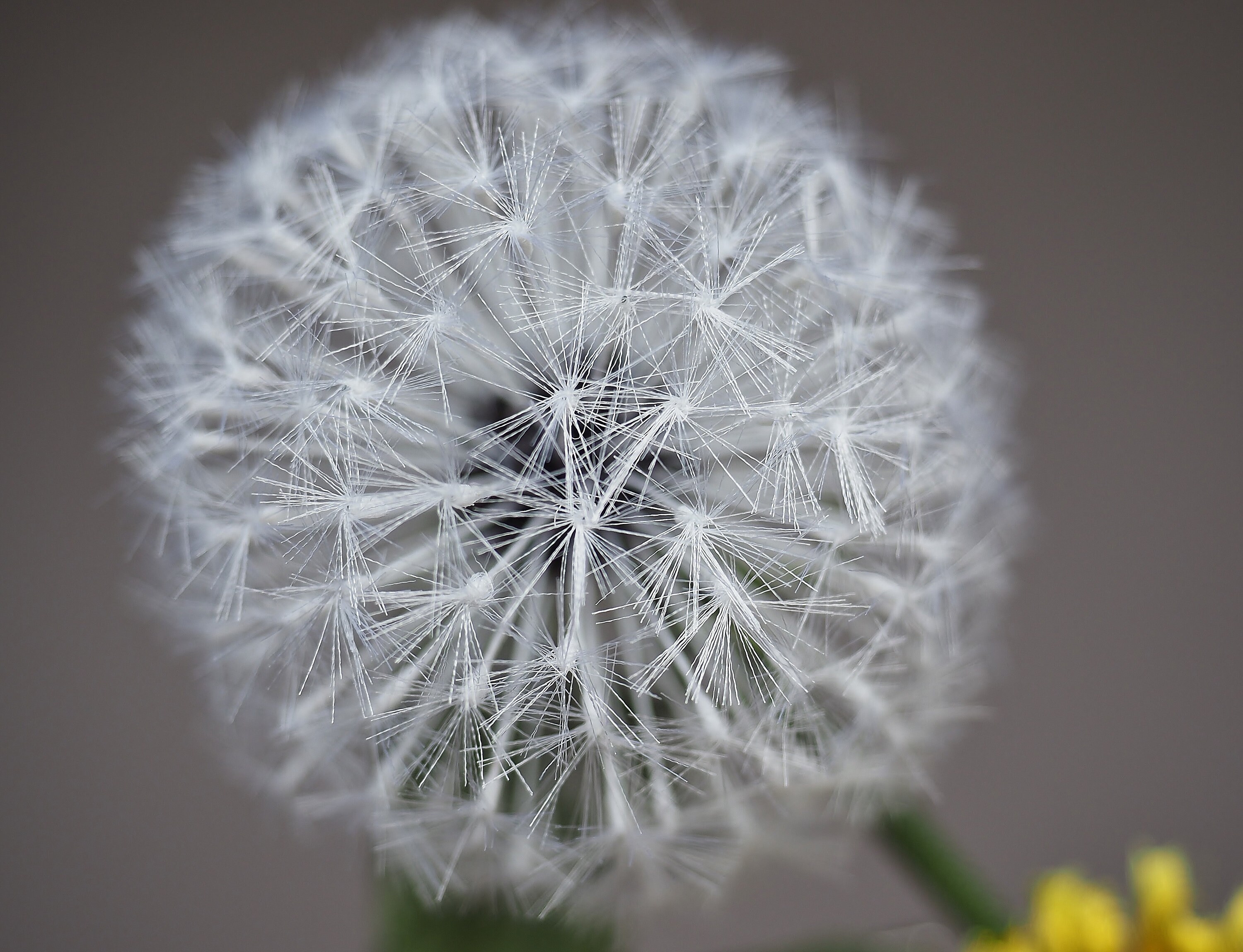 ORIGINAL SILK DANDELION Clock Brooch, Textile Dandelion Brooch ...