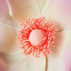 May include: Close-up of a delicate pink and white flower with a bright coral center. The flower has a soft, velvety texture and a delicate, feminine appearance.