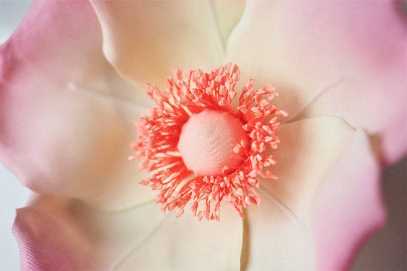 May include: Close-up of a delicate pink and white flower with a bright coral center. The flower has a soft, velvety texture and a delicate, feminine appearance.