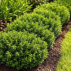 May include: A row of rounded, dense green shrubs planted in a garden bed with dark brown mulch. The shrubs feature small, glossy, oval-shaped leaves and are arranged in a line, with a patch of bright green grass visible along the right edge.