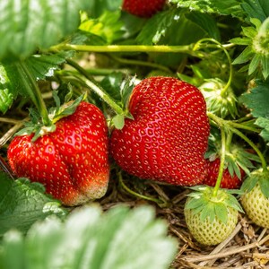 May include: Two large, ripe, bright red strawberries with visible seeds and green leafy stems growing on a plant. Nearby, a smaller, pale green, unripe strawberry is visible among the dark green leaves and brown straw mulch on the ground.