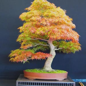 Japanese Acer Bonsai - Etsy
