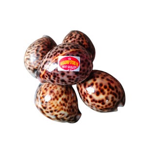 Nabadwip-butik i 20pic Stora tigerkaurier Shell Cowries