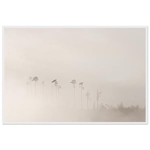 Könnte beinhalten: Ein gerahmter Landschafts-Wandkunstdruck mit einer Reihe hoher, dünner, dunkler Silhouetten von Kiefern, die aus einem dichten, hellbeigen und cremeweißen Nebel hervortreten. Die Komposition zeigt eine spärliche Waldlinie vor einem dunstigen Hintergrund.