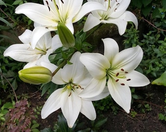 Flores de lirio de la bella mujer
