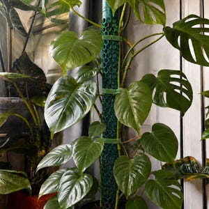 May include: A green Monstera plant with large, heart-shaped, fenestrated leaves growing upward along a tall, cylindrical, dark green plastic moss pole with a hexagonal grid pattern, all contained within a dark green plastic nursery pot.