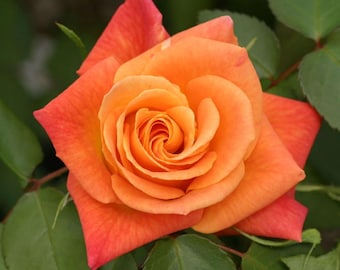 Rosa rampicante "Cappotto di Giuseppe" – Pianta di rosa antica a radice propria