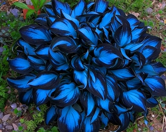 Bulbi di Hosta blu, pianta perenne da giardino ombreggiato.