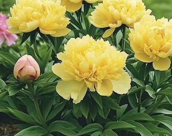 Bartzella Itoh Peony Bulb Yellow Spring Flower Garden Perennial Plant