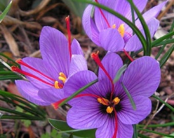 Bulbos de flores moradas de azafrán para plantar al aire libre.